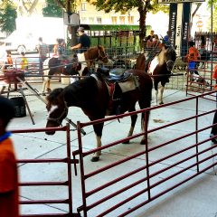 Pony-Rides-Chicago-Event-Rentals