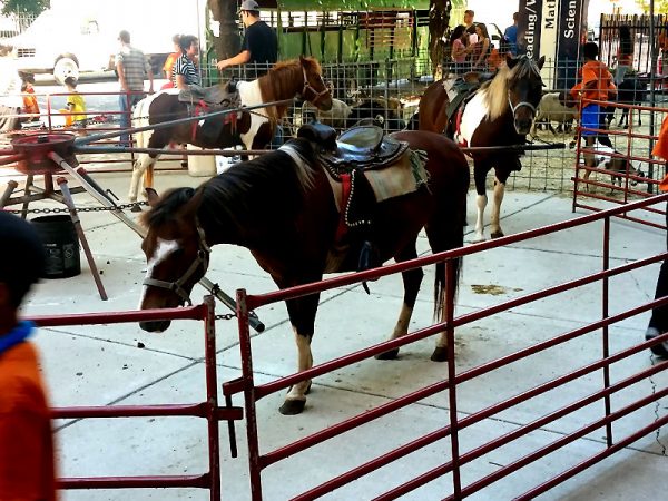 Pony-Rides-Chicago-Event-Rentals