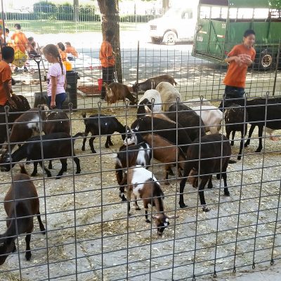 petting-zoo-chicago-party-rentals