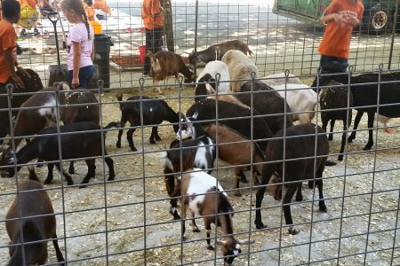 petting-zoo-chicago-party-rentals