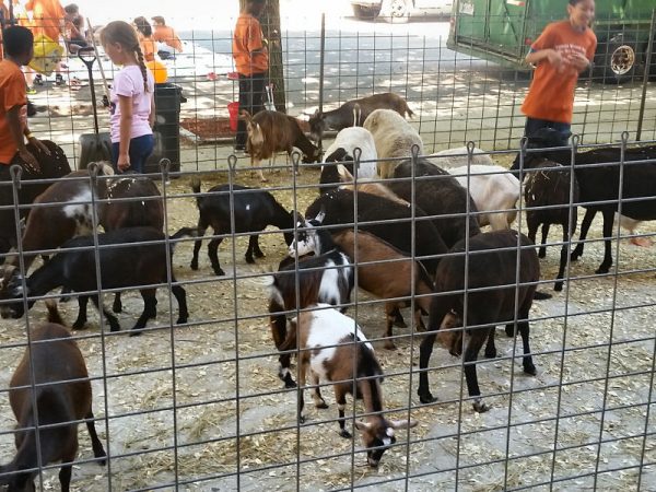 petting-zoo-chicago-party-rentals