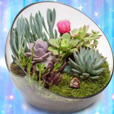 Succulent-Cactus-terrarium-craft-event-Rental