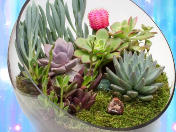 Succulent-Cactus-terrarium-craft-event-Rental